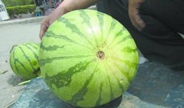 江北最后的深情吃瓜,一场关于瓜果的味蕾盛宴