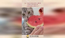 小猫吃瓜图片,萌态十足引网友热议