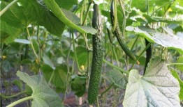 黄堤吃瓜,揭秘瓜界新宠的传奇故事