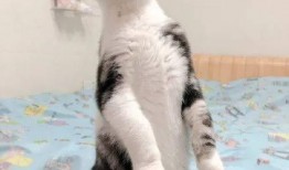 夏天猫带你吃瓜,猫带你瓜果飘香