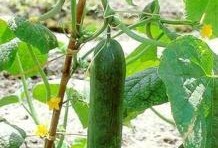 唐山秋瓜如何吃