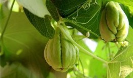 男性吃佛手瓜功效,养生保健好处多