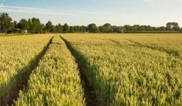 稻田吃瓜图片大全,探寻稻田里的甜蜜画卷